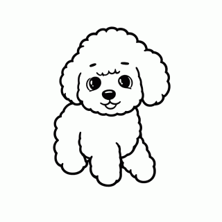 Bichon Frise para colorir