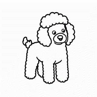 Poodle Standard para colorir