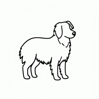 Rough Collie para colorir