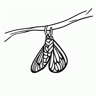 Metamorfose Borboleta 3 para colorir