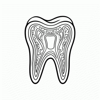 Dente Dentina para colorir