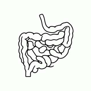 Intestino para colorir