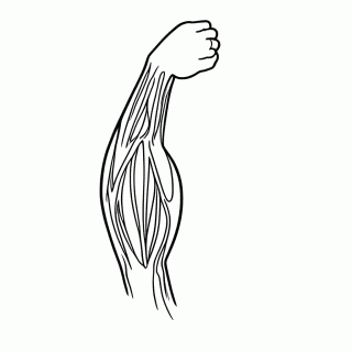 Musculos Bicep para colorir