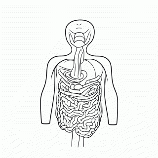 Sistema Digestivo para colorir