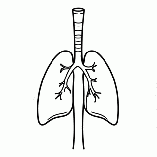 Sistema Respiratorio — Corpo Humano e Órgãos para Colorir