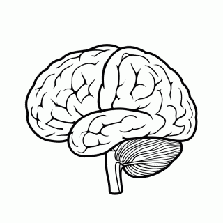 Cerebro para colorir