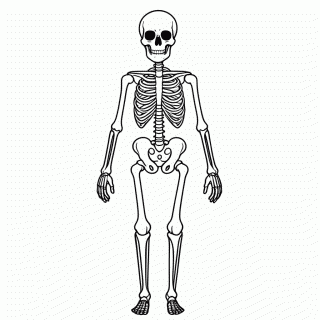 Esqueleto Humano para colorir