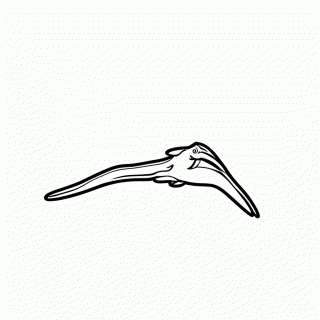 Rhamphorhynchus para colorir