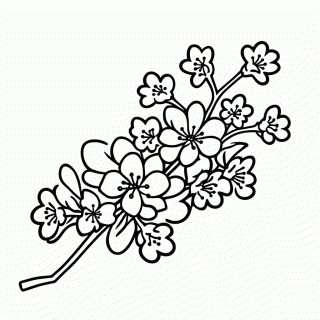 Flor De Cerejeira para colorir