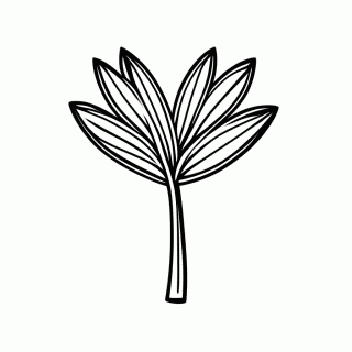 Flor de Araucaria Do Sul para colorir