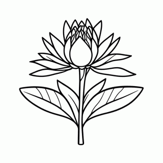 Flor De Mandacaru para colorir