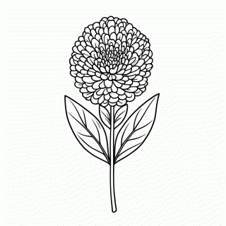 Flor Dalia Pompom para colorir