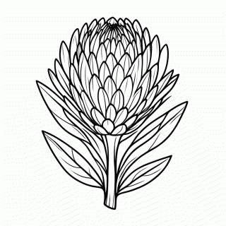 Flor Flor De Protea para colorir