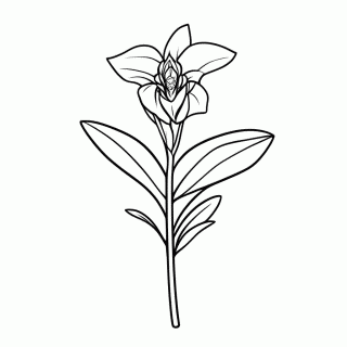 Flor Orquidea Phalaenopsis — Flores Exóticas para Colorir