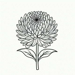 Flor Crisantemo para colorir