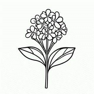Flor Jasmim para colorir