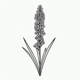 Flor Lavanda para colorir