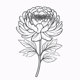 Flor Peonia para colorir