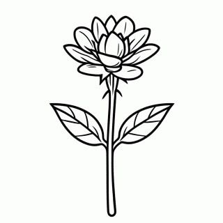 Rosa Pesseguinho — Variedades de Rosas para Colorir
