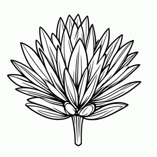 Protea da África do Sul para colorir