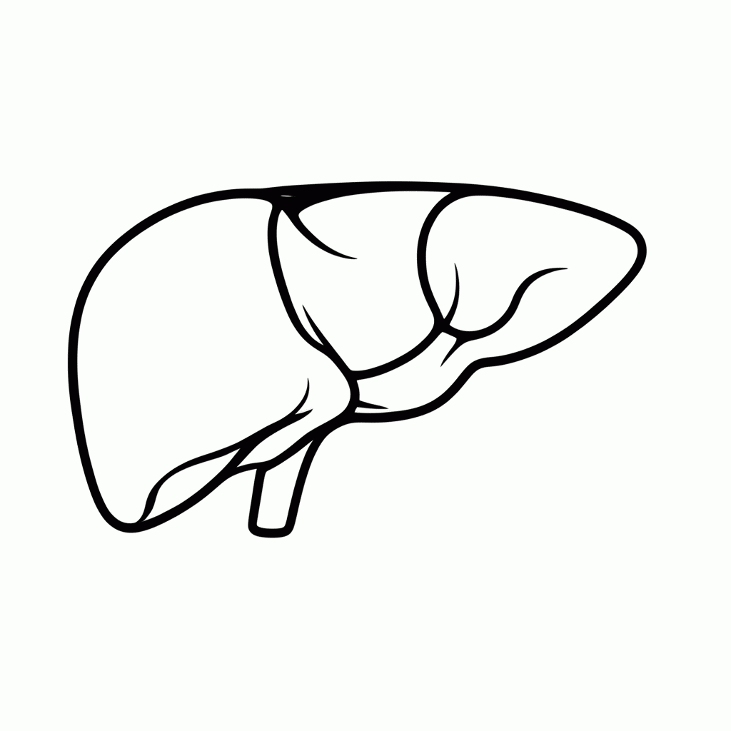 Desenho de Figado para colorir e imprimir grátis em folha A4