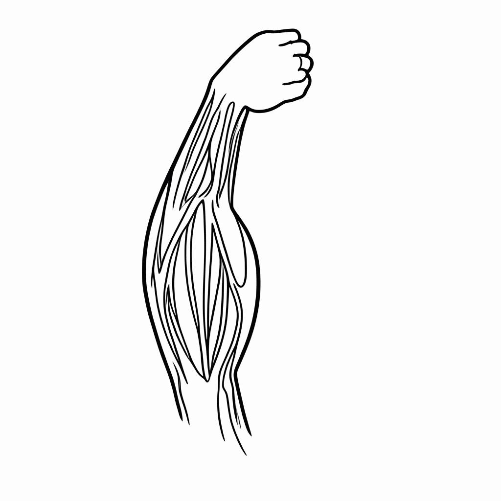 Desenho de Musculos Bicep para colorir e imprimir grátis em folha A4