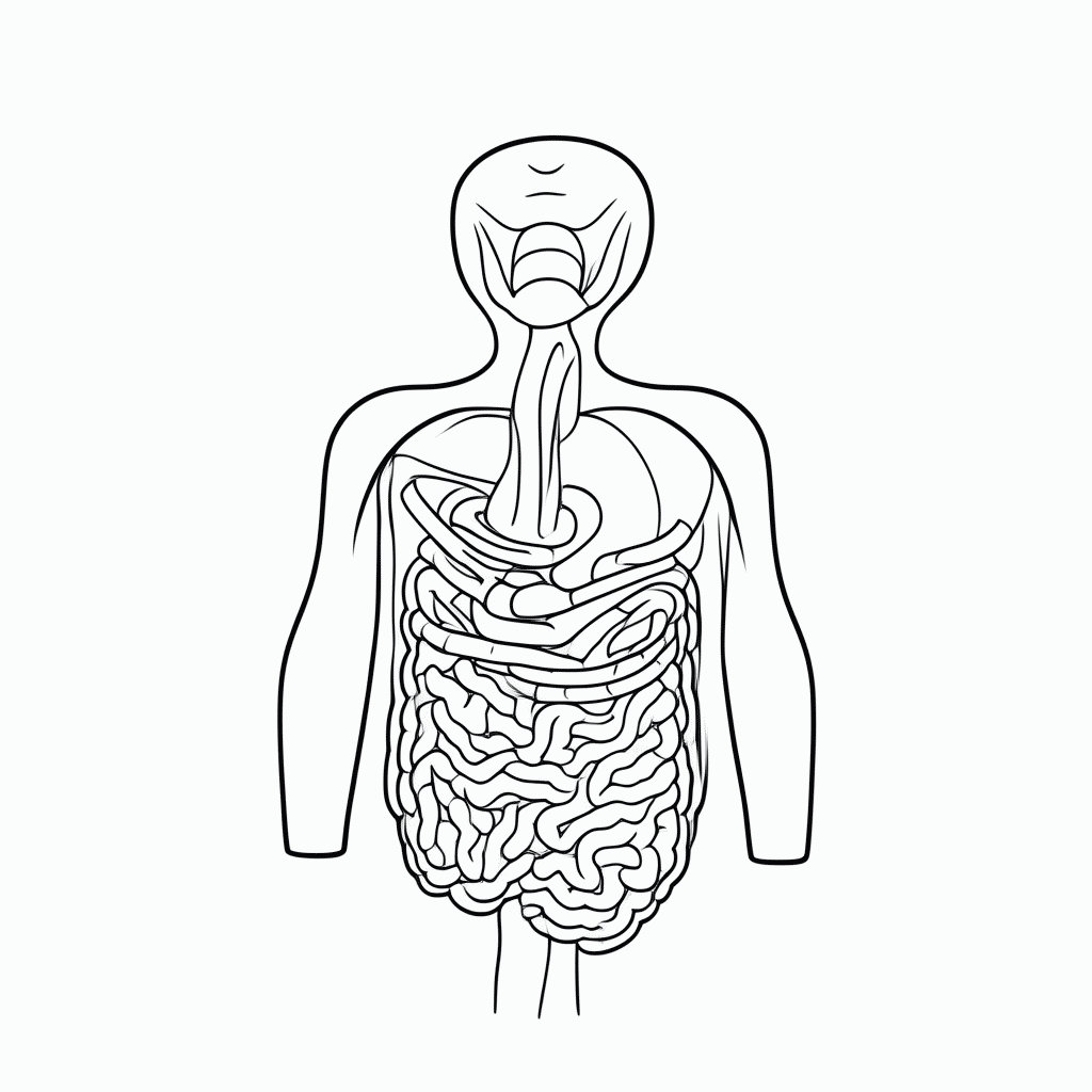 Desenho de Sistema Digestivo para colorir e imprimir grátis em folha A4