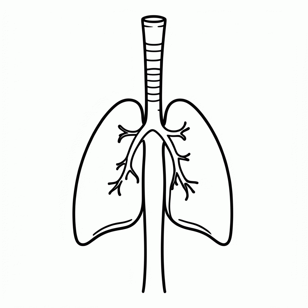 Desenho de Sistema Respiratorio para colorir e imprimir grátis em folha A4