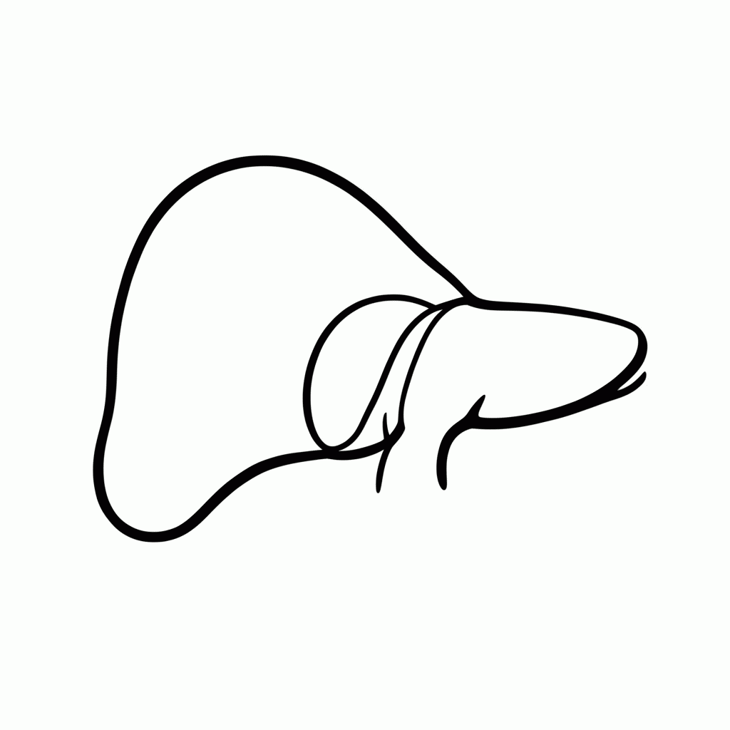 Desenho de Figado para colorir e imprimir grátis em folha A4