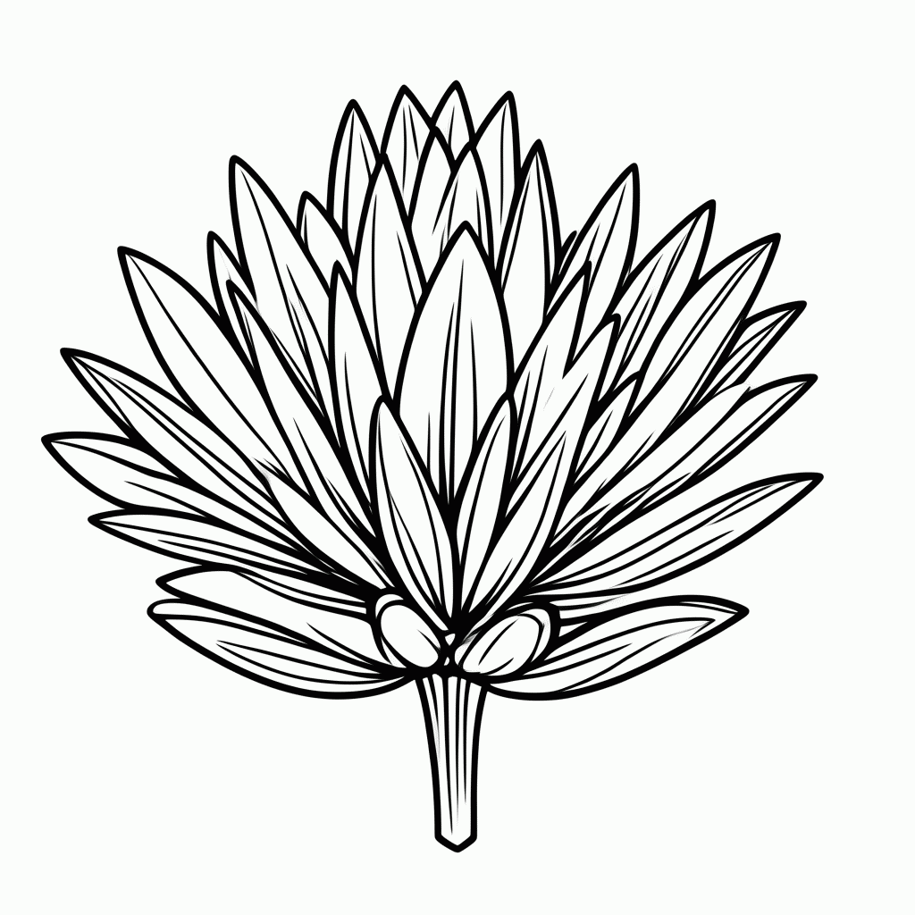 Desenho de Protea da África do Sul para colorir e imprimir grátis em folha A4