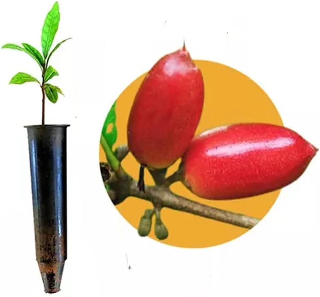 Muda de Fruta do Milagre No Tubete - Transforma Azedo em Doce