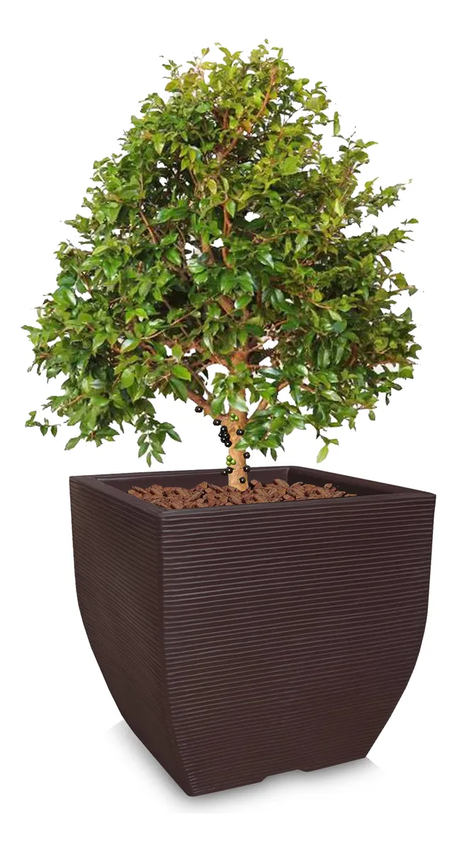 Vaso Grande De Planta Frutifera Forte E Resistente 60x56