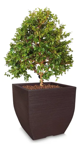 Vaso Grande De Planta Frutifera Forte E Resistente 60x56