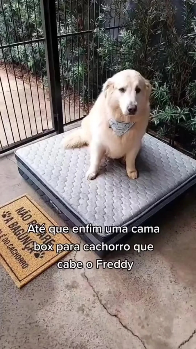 Caminha Box Pet Cachorros Gatos + Lençol Impermeável
