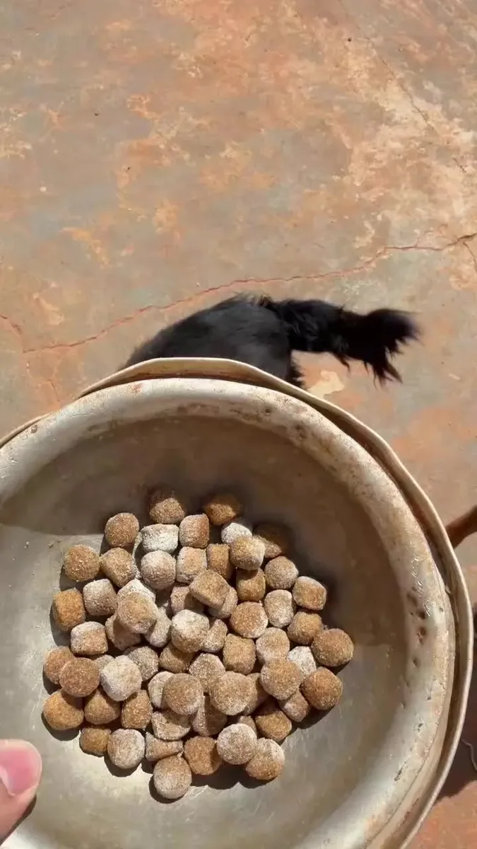 Aminocao Suplemento Cachorro Forte Pelo Derme Imunidade